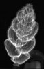 Výpočetní tomografie (Computed Tomography, CT) je založena na získání početné sady radiografických projekcí zachycujících zkoumaný vzorek z různých úhlů. V případě prezentovaného dírkonošce Pappina breviformis (Foraminifera) z Děvínské Nové Vsi poskytnutého K. Holcovou byla zvlášť snímána spodní a horní polovina. Vzorek byl snímán s využitím RTG zobrazovacího systému vlastní konstrukce. Systém je vybaven velkoplošným polovodičovým detektorem WidePIX4x5, jehož technologie byla vyvinuta v ÚTEF v rámci spolupráce s kolaborací Medipix v CERN, RTG trubicí FeinFocus FXE-160.51 a precizním víceosým polohovacím systémem. Parametry měření: Napětí zdroje 50 kVp, proud 25 µA, 900 projekcí, úhlový krok 0,4°, efektivní velikost pixelu 0,69 µm. Vzorek byl snímán na přístroji konstruovaném v mikroCT laboratoři Ústavu technické a experimentální fyziky ČVUT v Praze (o metodě viz také Živa 2008, 6: 286–288). Foto J. Dudák a J. Žemlička