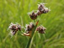 Skřípinec (Schoenoplectus) dobře zastupuje jednu ze dvou hlavních skupin jednoděložných rostlin. Foto M. Štech