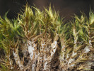Bělavé, vatovité tomentum připomínající „plíseň“ vybíhá po lodyze u běžně se vyskytujícího druhu mechu dvouhrotce čeřitého (Dicranum undulatum) až téměř k vzrostnému vrcholu celé rostliny. Foto L. Janošík
