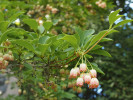 Datyně zvonkovitá (Enkianthus  campanulatus) z čeledi vřesovcovitých  (Ericaceae) byla introdukována do Evropy  na přelomu 19. a 20. století z Japonska. Foto R. Prausová