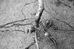 Hlízky na kořenech vigny čínské (Vigna unguiculata) hostí bakteriální symbionty. Foto D. Whitinger. Všechny snímky převzaty v souladu s podmínkami využití, přesnou citaci zdroje uvádíme v použité literatuře  na webové stránce Živy.