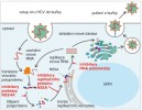 Životní cyklus viru lidské hepatitidy typu C (HCV) a místa zásahu virostatik. Orig. V. Treťjačenko