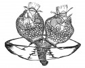 Na nohách potápníků a jiného vodního hmyzu se usazuje plísenkám podobný nálevník pohárenka Opercularia cupulata s bází zoitu chráněnou chitinózní  miskou odvozenou od stonku. Orig. E. Fauré-Fremiet (1948)