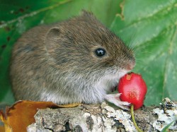 Norník rudý (Clethrionomys glareolus) – jeden z druhů, které na konci doby ledové kolonizovaly Velkou Británii ve dvou vlnách, přičemž druzí, později příchozí kolonisté nahradili ty první. Foto P. Kotlík