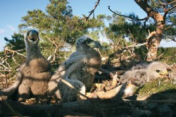 Dvě mláďata orla mořského  (Haliaeetus albicilla) na hnízdě společně  s adoptovaným mládětem káně lesní (Buteo buteo, vpravo) u obce Hrachoviště v jižních Čechách (květen 2007). Foto J. Mráz