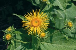 Pěstovaná i zplaňující léčivka oman pravý (Inula helenium). Silice z kořene se používá při žaludečních potížích nebo při zánětu průdušek. Foto V. Motyčka