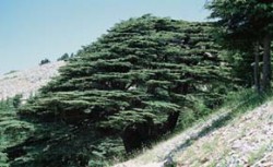 Cedr libanonský (Cedrus libani) má rozptýlený areál v horských polohách Turecka, Libanonu a Sýrie. Jabal el Barouk, Libanon. Foto M. Kuklík / © Photo M. Kuklík