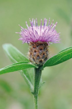Chrpa černá (C. nigra agg., podrod Centaurea). Některé druhy z tohoto západoevropského agregátu ze sekce Jacea nevytvářejí sterilní paprskující okrajové květy. Podhůří Pyrenejí, Španělsko. Foto P. Koutecký