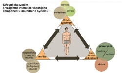 Schéma možných interakcí mezi složkami střevního mikrobiomu (eukaryota versus prokaryota) a imunitním systémem hostitele. Podle podkladů K. Jirků Pomajbíkové kreslila M. Chumchalová 