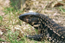 Teju pruhovaný (Salvator merianae), v minulosti uváděný  často jako Tupinambis merianae (případně nerozlišovaný od teju žakruarú – T. teguixin), obývá lesy i savany  severní Argentiny, Uruguaye, východní Paraguaye, východní Bolívie, střední a jižní Brazílie; zavlečen byl  na Floridu. Pohybuje se na zemi, živí se  bezobratlými a malými obratlovci, ale požírá i plody rostlin.  Loví se pro kůži  (a lokálně pro maso), ještě v 80. a 90. letech 20. stol. byly ročně  odchyceny pro kožedělný průmysl 1–2 miliony těchto ještěrů. Foto K. Funková