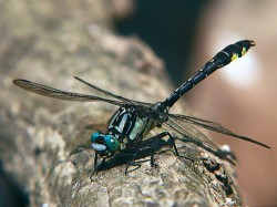 Sameček klínatky obecné (Gomphus vulgatissimus) odpočívající na padlém kmeni. Tento druh můžeme pozorovat  nejčastěji v tišinových úsecích přirozených meandrujících toků s písčitým až hlinito­písčitým dnem. Foto V. Vilimovský