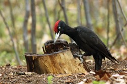 Datel černý (Dryocopus martius) se dokáže při sběru potravy pohybovat i po zemi. U vydatného zdroje se krmí dlouho a navštěvuje ho opakovaně. Foto L. Skalický