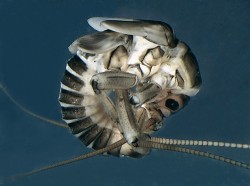Larva pošvatky pražské (Brachyptera braueri) v obranné pozici při silném vyrušení. Stočením chrání měkkou ventrální část těla, zatímco štěty a tykadla výhružně vyčnívají ven. Do začátku 20. stol. byla běžným druhem větších řek. Voraři a rybáři v Praze ji přezdívali „pražská moucha“ kvůli hromadnému výskytu dospělců během rojení na nábřeží a mostech přes Vltavu. Od 40. let zůstávala nezvěstná a nyní se vrací do některých řek, avšak její masové rojení již patří minulosti. Foto J. Bojková