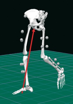 Model dolních končetin současného muže při chůzi vytvořený v softwaru Visual3D. Šedé koule představují pozice reflexních markerů sloužících k záznamu pohybu jednotlivých částí dolní končetiny v prostoru a čase. Červená šipka zobrazuje orientaci síly, kterou Země působí na naše tělo v odpovědi na  působení našeho těla na Zemi.  Proti této síle účinkují během pohybu natahovače (extenzory) kloubů dolní končetiny a udržují tak lidské tělo  ve vzpřímené pozici. Orig. M. Hora a V. Sládek