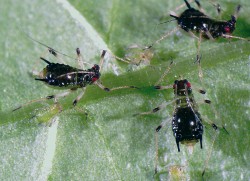 Invazní mšice Impatientinum asiaticum na invazní hostitelské rostlině netýkavce žláznaté (Impatiens glandulifera). Foto J. Havelka