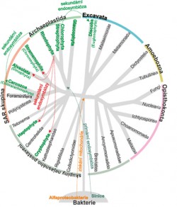Schematické zobrazení evoluce  organismů. Podle: S. Adl a kol. (2012), orig. J. Juráň