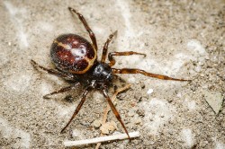 Typicky zbarvená samice snovačky pokoutní (Steatoda bipunctata). Foto R. Šich
