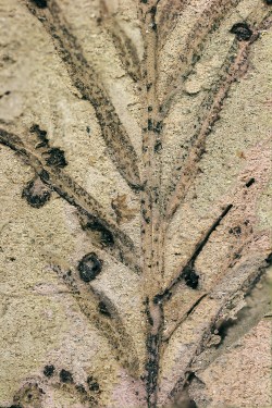 Fosilní hálky u tisovce pochybného (Taxodium dubium). Foto S. Knor