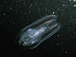 Planktonní žebernatky (Ctenophora) jsou zřejmě sesterskou skupinou  ostatních živočichů. Pestré barvy  na pásech brv vznikají lomem světla. Snímek Adam Petrusek