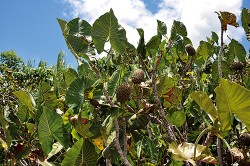 Husté porosty v tzv. nízkých mangrovech tvoří áronovitá bylina Montri­chardia arborescens (Araceae). Foto J. Májsky