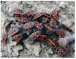 Ploštice ruměnice pospolná (Pyrrhocoris apterus, různokřídlí –  Heteroptera). Foto D. Kodrík