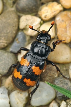 Hrobařík Nicrophorus interruptus pátrá po mršině. Využívá přitom čichové receptory umístěné na tykadlových paličkách. Foto S. Krejčík