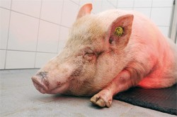 Miniprasata z Ústavu živočišné fyziologie a genetiky AV ČR, v. v. i., v Liběchově, která jsou jedním ze zvířecích modelů HD. Foto I. Valeková