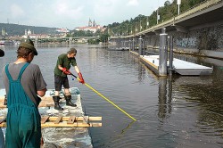 Odlov hlubinným elektrickým  agregátem v pražském úseku Vltavy. Foto J. Vostradovský