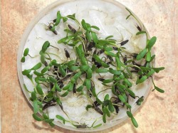 Klíčení invazního dvouzubce černo­plodého (Bidens frondosa) po třech letech v půdě. Plody v zemi vytrvávají  až pět let. Foto L. Moravcová