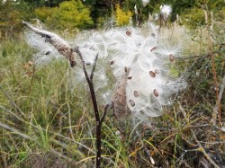 Klejicha hedvábná (Asclepias syriaca)  je původní ve východní části Severní Ameriky, u nás však pěstováním zdomácněla  a v teplých oblastech  (např. na jižní Moravě)  se stává invazní. Rozmnožuje se  převážně vegetativně, ale semena se díky dlouhému chmýru  snadno šíří  na nová stanoviště. V půdě vytrvávají  až pět let.  Foto L. Moravcová