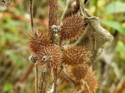 Až pět let mohou v půdě vytrvávat plody řepeně polabské (Xanthium albinum). Plody mají háčky, díky kterým se přichytávají na různé povrchy a snadno se šíří. Obsahují dvě semena, lišící se dobou vytrvání v půdní bance, což představuje pojistku pro přežití druhu v podmínkách nepříznivých pro vyklíčení. Foto L. Moravcová