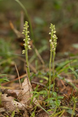 Kvetoucí smrkovník plazivý (Goodyera repens). Zatímco mladé semenáče jsou plně závislé na uhlíku od mykorhizních hub (mykoheterotrofie), dospělé rostliny předávají uhlík zpět mykorhizním houbám. Tento drobný druh je v České republice kriticky ohrožený. Foto J. Ponert