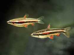 Pár drobnoústky trpasličí (N. marginatus) – samička (nahoře) bývá plnější v břišní oblasti, dole je štíhlejší  a delší sameček. Foto J. Eliáš