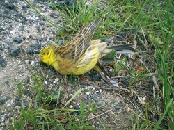 Kadáver strnada obecného (Emberiza citrinella). Foto M. Duľa