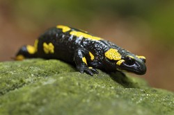 Skrytě žijící mlok skvrnitý (Salamandra salamandra) – typický obyvatel  Českého Švýcarska. Foto V. Sojka