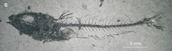 Ostnatec Trachinus minutus (Jonet, 1958). Dospělý jedinec s definitivně konstituovanou kostrou dospělce (c). Foto T. Přikryl