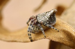 Samice křižáka vířivého (Cyclosa conica). Zadeček je u tohoto druhu dozadu protažen jedním velkým hrbolkem. Foto P. Krásenský