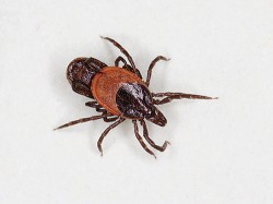 Samec (menší, zespodu) a samice (větší, shora) klíštěte obecného (Ixodes ricinus) při páření. Foto J. Erhart