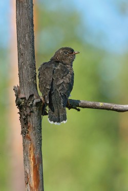 Doklad mláděte kukačky obecné (Cuculus canorus) po vylétnutí z hnízda sýkory koňadry (Parus major); s anténou satelitního vysílače pro sledování jeho pohybu. Koňadra uzurpovala již parazitované hnízdo rehka zahradního (Phoenicurus phoenicurus), kukačka vytlačila potomstvo až na jedno sýkoří mládě, které s kukačkou vylétlo. Utula, Finsko. Foto T. Grim