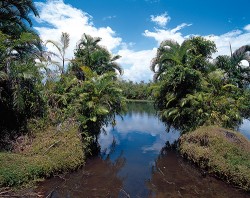 Patrně nejznámější zástupce rodu Dypsis – D. lutescens roste na okraji  vodního toku u Ambila Lemaitso na východním pobřeží Madagaskaru. Foto V. a R. Rybkovi