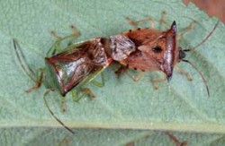 Při společném chovu ploštic čel. knězovitých (Acanthosomatidae) byla jako ojedinělé a v literatuře dosud nepopsané chování pozorována mezirodová kopulace. Vlevo samec kněze březového (Elasmostethus interstinctus), vpravo samice kněze rohatého (Elasmucha ferrugata). Foto L. Hanel / © L. Hanel