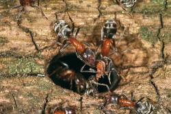 Mravenec lužní (Liometopum microcephalum). Foto S. Krejčík
