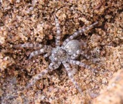 Slíďák břehový (Arctosa cinerea) z nové lokality u řeky Orlice. Foto M. Hanousek / © M. Hanousek
