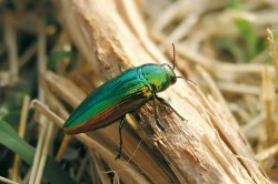 Krasec Eurythyrea quercus patří bezesporu k nejkrásnějším středoevropským broukům. Nejčastěji bývá jedno­barevně kovově zelený, zlatozelený  či až tmavě zlatý, někdy dokonce celý kovově modrý, nazlátle červený nebo v kontrastujících kombinacích barevné palety. Patří mezi naše největší krasce  (14–26 mm). Kromě střední Evropy žije od Španělska na východ ve všech  jihoevropských zemích a také na Kavkazu. Foto S. Szabó