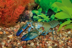 Atraktivní australský druh Cherax destructor je populárním chovancem v akváriích, ale i významným  druhem v produkčních akvakulturách.  Foto M. Bláha