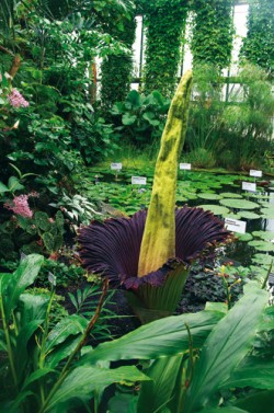 Kvetoucí zmijovec titánský (Amorphophallus titanum) začátkem letošního léta v Botanické zahradě Liberec. Kvetení tohoto sumaterského endemita v kultuře zůstává velkou vzácností, i jeho pěstování je neobyčejně obtížné a pramení z dosud neprozkoumaných ekologických nároků druhu. Prakticky ve všech evropských botanických zahradách zmijovec roste ve velkých nádobách, úzkostlivě ošetřovaný fungicidy a insekticidy. V Liberci vyzkoušeli jeho kultivaci volně, v půdě skleníkového záhonu. Rostlina si vytvořila vlastní mikrosvět biologických vazeb, a že je tento způsob kultury úspěšný, svědčí, že vykvetla již podruhé (poprvé před třemi lety). Foto M. Studnička