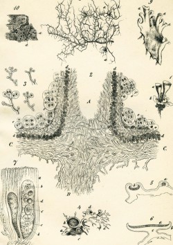 Ukázka ze Sachsových ilustrací pro Živu – kamenotisk tabule č. 14 k článku O vzrůstu bylin IV. O lišejnících (Živa 1853, 11: 336–343). Kresby zobrazují především příčné řezy různých druhů lišejníků, doplňující podrobný popis stavby těchto symbiotických organismů uvedený v textu. Orig. J. Sachs