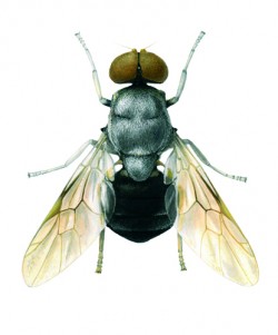 Pegadomyia pruinosa – bráněnka původně popsaná K. Kertészem z Tchaj-wanu, typový materiál byl ale zničen při požáru muzea v Budapešti r. 1956; vyobrazený samec pochází z Malajsie. Orig. F. Gregor