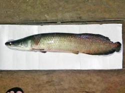 Mládě arapaimy obrovské (Arapaima gigas) z řeky Araguaiá. Foto E. A. de Oliveira