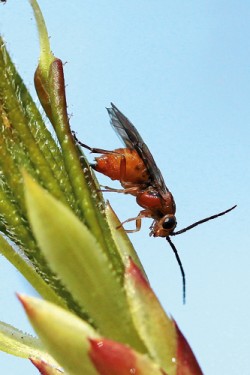 Samice pilatky azalkové (Nematus lipovskyi) klade vajíčko do středové  žilky mladého listu pěnišníku měkkého (Rhododendron molle). Foto P. Šípek